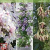 Clematis All Season Climbing Collection