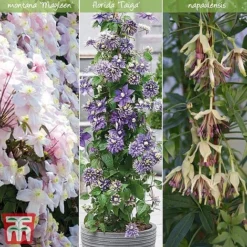 Clematis All Season Climbing Collection