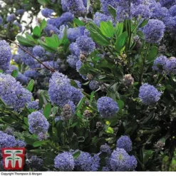 Ceanothus 'Concha' -Fresh Sprout conch2