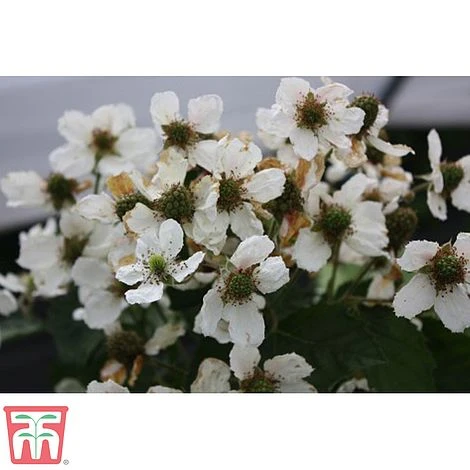 Blackberry 'Coolaris Late' 2 Blackberry 'Coolaris Late' - Image 2