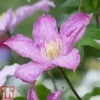Clematis 'Comtesse De Bouchaud'