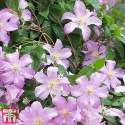 Clematis 'Comtesse De Bouchaud' -Fresh Sprout countes