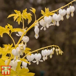 Dicentra Spectablis 'White Gold' -Fresh Sprout dice white4