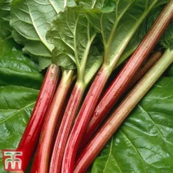Rhubarb 'Sanvitos®' Duo 8 Rhubarb 'Sanvitos®' Duo -Fresh Sprout early3