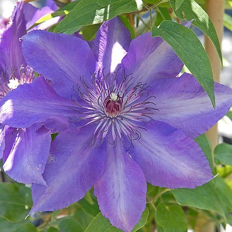 Clematis Edda™ Evipo074 1 Clematis Edda™ Evipo074
