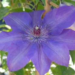 Clematis Edda™ Evipo074 5 Clematis Edda™ Evipo074 -Fresh Sprout edda2