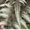 Athyrium Niponicum Var. Pictum 'Pewter Lace'