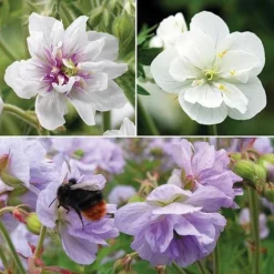 Geranium Doubles Hardy Collection 9 Geranium Doubles Hardy Collection -Fresh Sprout gera trio NOW3