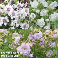 Geranium Doubles Hardy Collection 8 Geranium Doubles Hardy Collection -Fresh Sprout gera trio2