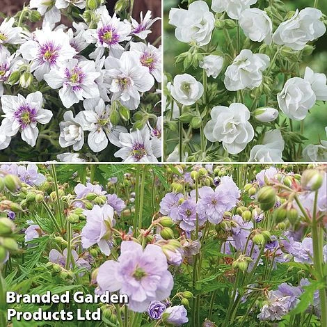 Geranium Doubles Hardy Collection 4 Geranium Doubles Hardy Collection - Image 4