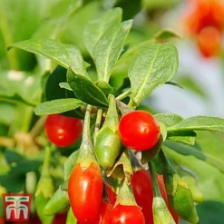 Goji Berry 'Sweet Lifeberry' -Fresh Sprout goji2