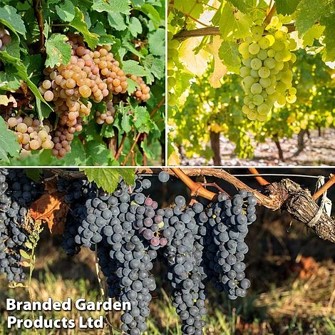 Grape 'Trio Mix' 1 Grape 'Trio Mix'