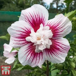 Hibiscus 'Starburst Chiffon' 16 Hibiscus 'Starburst Chiffon' -Fresh Sprout hibi star