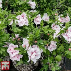Hibiscus 'Starburst Chiffon' 19 Hibiscus 'Starburst Chiffon' -Fresh Sprout hibi star6