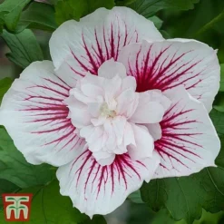 Hibiscus 'Starburst Chiffon'