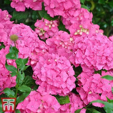 Hydrangea Macrophylla 'Alpengluehen' 1 Hydrangea Macrophylla 'Alpengluehen'