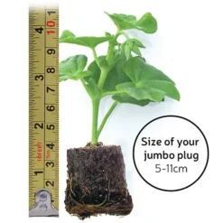 Heucherella 'Trailing Trio' 15 Heucherella 'Trailing Trio' -Fresh Sprout jumboplugsize86