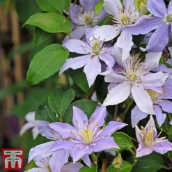 Clematis 'Justa' -Fresh Sprout justa2