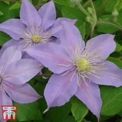 Clematis 'Justa' -Fresh Sprout justa6