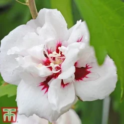 Hibiscus Syriacus 'Lady Stanley' 13 Hibiscus Syriacus 'Lady Stanley' -Fresh Sprout lady s