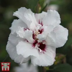 Hibiscus Syriacus 'Lady Stanley' 11 Hibiscus Syriacus 'Lady Stanley' -Fresh Sprout lady s4