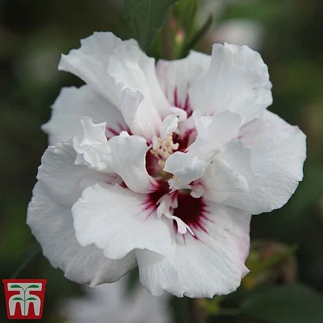 Hibiscus Syriacus 'Lady Stanley' 4 Hibiscus Syriacus 'Lady Stanley' - Image 4