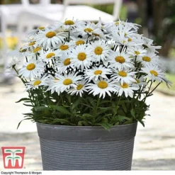 Shasta Daisy 'Madonna'