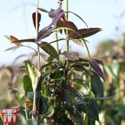 Honeysuckle 'Copper Beauty' -Fresh Sprout loni copp3