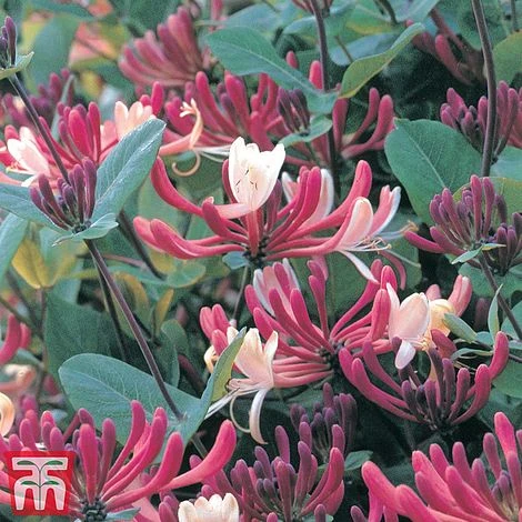 Honeysuckle 'Dart's World' 2 Honeysuckle 'Dart's World' - Image 2