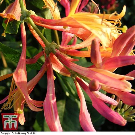 Honeysuckle 'Gold Flame' 1 Honeysuckle 'Gold Flame'