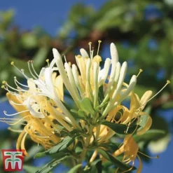 Honeysuckle 'Halliana' - Trellis -Fresh Sprout loni halli2