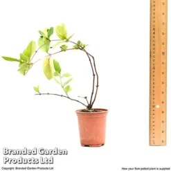 Honeysuckle 'Dart's World' 9 Honeysuckle 'Dart's World' -Fresh Sprout lonice