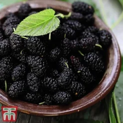 Mulberry 'Charlotte Russe' (Mojo Berry) 10 Mulberry 'Charlotte Russe' (Mojo Berry) -Fresh Sprout mulb