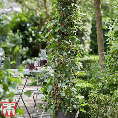 Mulberry 'Charlotte Russe' (Mojo Berry) 1 Mulberry 'Charlotte Russe' (Mojo Berry)