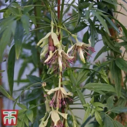 Clematis Napaulensis -Fresh Sprout napal