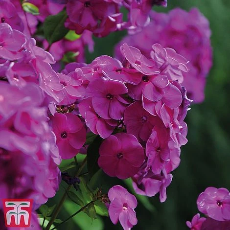 Phlox Paniculata 'Fragrant Collection' 4 Phlox Paniculata 'Fragrant Collection' - Image 4