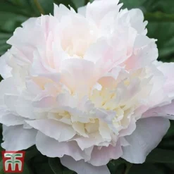Peony Trio -Fresh Sprout peony shirley