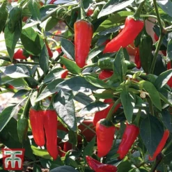 Chilli Pepper 'Apache' F1 Hybrid -Fresh Sprout pepp apach3