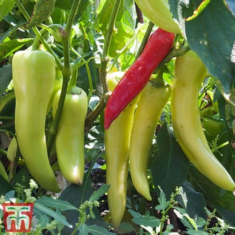 Chilli Pepper 'Hot Banana' 1 Chilli Pepper 'Hot Banana'