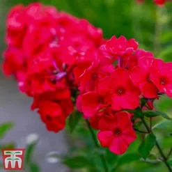 Phlox Paniculata X Arendsii 'Miss Mary'