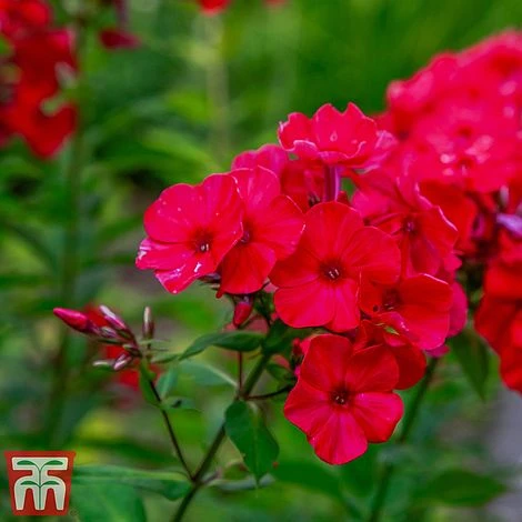 Phlox Paniculata X Arendsii 'Miss Mary' 2 Phlox Paniculata X Arendsii 'Miss Mary' - Image 2