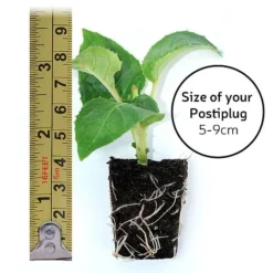 Fuchsia 'Lady In Black' -Fresh Sprout postiplugsize61