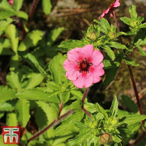 Potentilla Nepalensis 'Miss Wilmott' 2 Potentilla Nepalensis 'Miss Wilmott' - Image 2