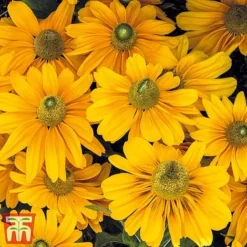 Rudbeckia Hirta 'Amarillo Gold' -Fresh Sprout rudb
