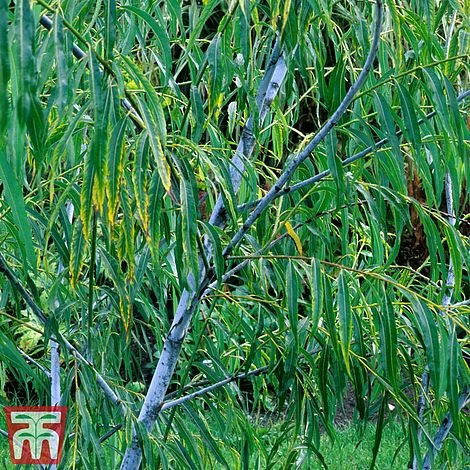 Salix Acutifolia 'Blue Streak' 1 Salix Acutifolia 'Blue Streak'