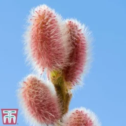 Salix Gracilistyla 'Mount Aso' -Fresh Sprout salix mount