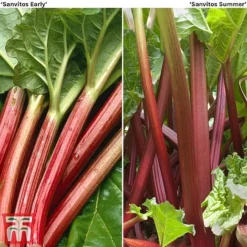 Rhubarb 'Sanvitos&reg;' Duo