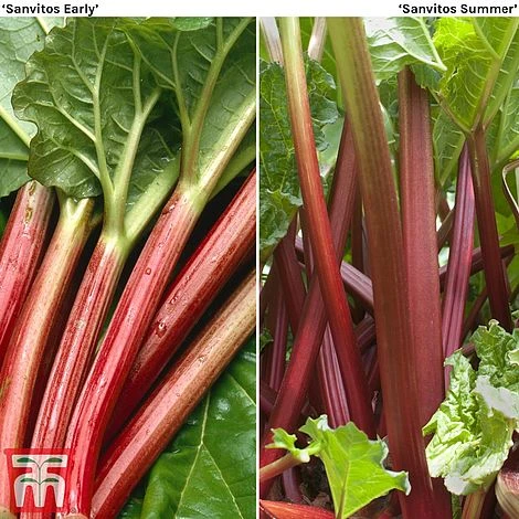 Rhubarb 'Sanvitos®' Duo 1 Rhubarb 'Sanvitos®' Duo