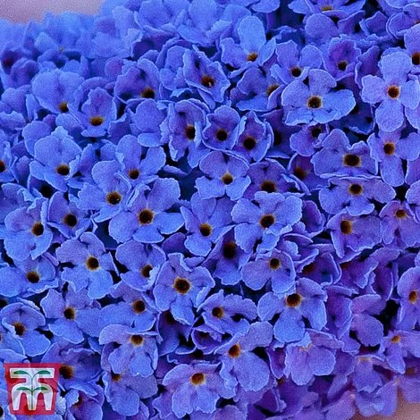 Buddleja 'Buzz® Sky Blue' 4 Buddleja 'Buzz® Sky Blue' - Image 4