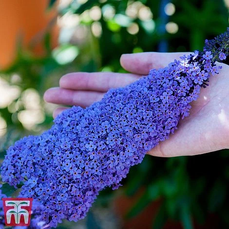 Buddleja 'Buzz® Sky Blue' 1 Buddleja 'Buzz® Sky Blue'